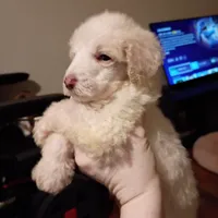 Squeaky and Patches, a male Cavapoo and Poodle - Toy  for sale in Frontenac, KS – Photo 3 of 6