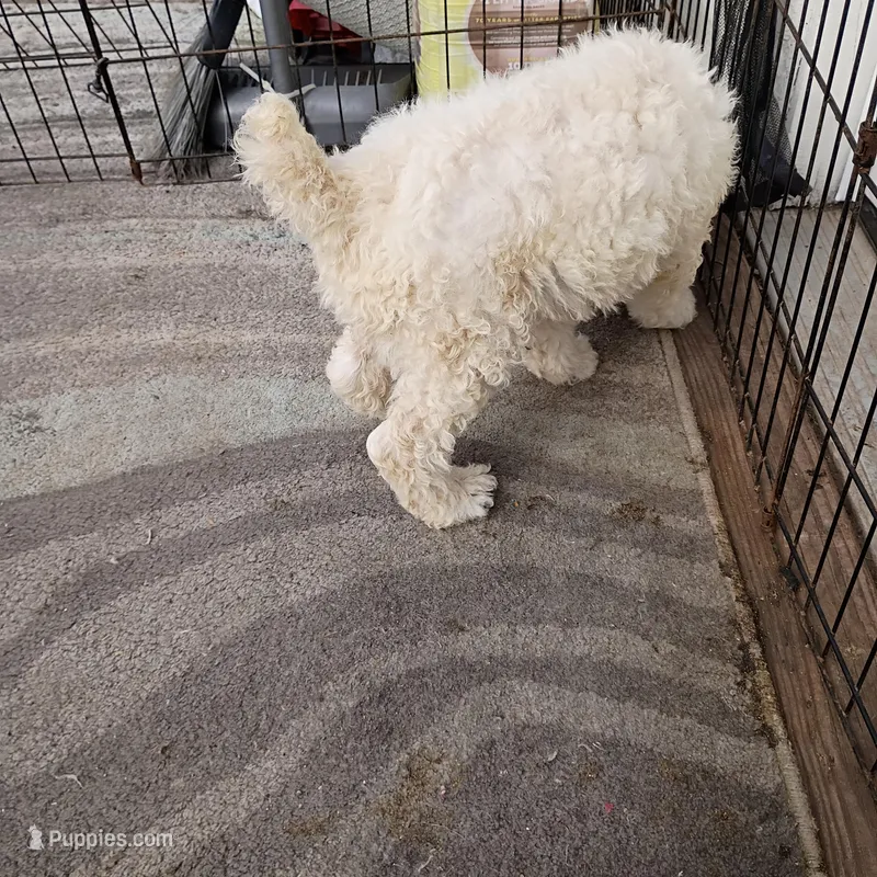 Marshmellow, a male Poodle - Standard  for sale in Frontenac, KS – Photo 1 of 1