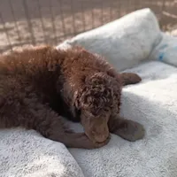 Bruno - Dark chocolate , a male Poodle - Standard  for sale in Frontenac, KS – Photo 4 of 4