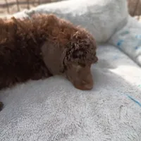 Bruno - Dark chocolate , a male Poodle - Standard  for sale in Frontenac, KS – Photo 3 of 4