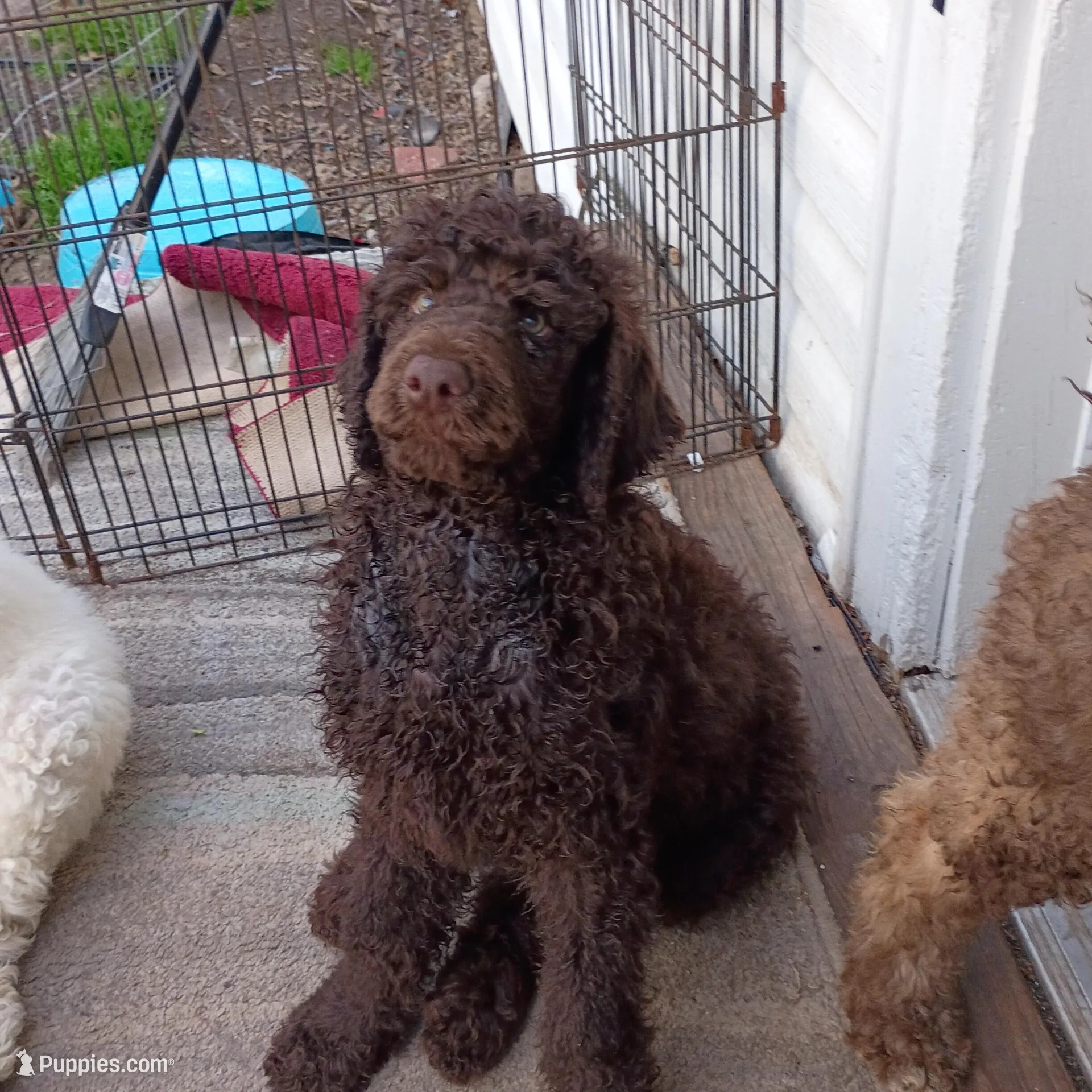 Bruno - Dark chocolate , a male Poodle - Multi-Colored Standard and Poodle - Standard  for sale in Frontenac, KS – Photo 4 of 6