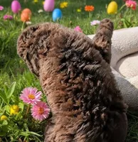 Bruno - Dark chocolate , a male Poodle - Standard  for sale in Frontenac, KS – Photo 2 of 4