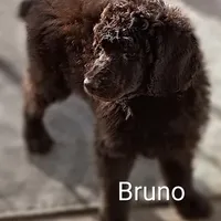 Bruno - Dark chocolate , a male Poodle - Multi-Colored Standard and Poodle - Standard  for sale in Frontenac, KS – Photo 1 of 6