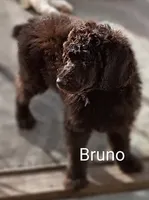 Bruno - Dark chocolate , a male Poodle - Standard  for sale in Frontenac, KS – Photo 1 of 4