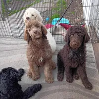 Bruno - Dark chocolate , a male Poodle - Multi-Colored Standard and Poodle - Standard  for sale in Frontenac, KS – Photo 6 of 6