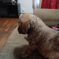 Phoenix ---Red Brindle Male, a male Poodle - Multi-Colored Standard and Poodle - Standard  for sale in Frontenac, KS – Photo 4 of 8