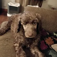 Phoenix ---Red Brindle Male, a male Poodle - Multi-Colored Standard and Poodle - Standard  for sale in Frontenac, KS – Photo 8 of 8