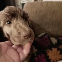 Phoenix ---Red Brindle Male, a male Poodle - Multi-Colored Standard and Poodle - Standard  for sale in Frontenac, KS – Photo 3 of 8