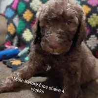 Phoenix ---Red Brindle Male, a male Poodle - Multi-Colored Standard and Poodle - Standard  for sale in Frontenac, KS – Photo 6 of 8