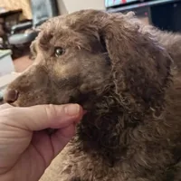 Phoenix ---Red Brindle Male, a male Poodle - Multi-Colored Standard and Poodle - Standard  for sale in Frontenac, KS – Photo 2 of 8