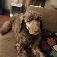 Phoenix ---Red Brindle Male, a male Poodle - Multi-Colored Standard and Poodle - Standard  for sale in Frontenac, KS – Photo 1 of 8
