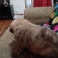 Phoenix ---Red Brindle Male, a male Poodle - Multi-Colored Standard and Poodle - Standard  for sale in Frontenac, KS – Photo 5 of 8