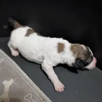 Cherish , a female Poodle - Multi-Colored Standard and Poodle - Standard  for sale in Frontenac, KS – Photo 4 of 6