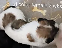 Cherish , a female Poodle - Multi-Colored Standard and Poodle - Standard  for sale in Frontenac, KS – Photo 1 of 6