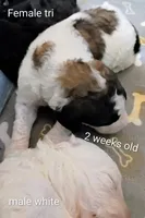 Cherish , a female Poodle - Multi-Colored Standard and Poodle - Standard  for sale in Frontenac, KS – Photo 3 of 6