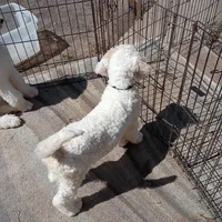 Beautiful Snow White Pup 3rd Generation Service Pup , a male Poodle - Standard  for sale in Frontenac, KS – Photo 10 of 10