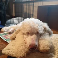 Beautiful Snow White Pup 3rd Generation Service Pup , a male Poodle - Standard  for sale in Frontenac, KS – Photo 7 of 10