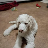 Beautiful Snow White Pup 3rd Generation Service Pup , a male Poodle - Standard  for sale in Frontenac, KS – Photo 5 of 10