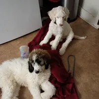 Beautiful Snow White Pup 3rd Generation Service Pup , a male Poodle - Standard  for sale in Frontenac, KS – Photo 9 of 10