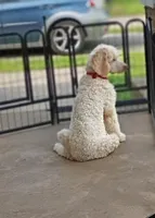 Beautiful Snow White Pup 3rd Generation Service Pup , a male Poodle - Standard  for sale in Frontenac, KS – Photo 3 of 10