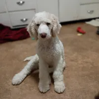 Beautiful Snow White Pup 3rd Generation Service Pup , a male Poodle - Standard  for sale in Frontenac, KS – Photo 2 of 10