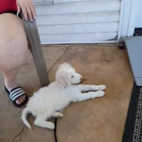 Beautiful Snow White Pup 3rd Generation Service Pup , a male Poodle - Standard  for sale in Frontenac, KS – Photo 8 of 10