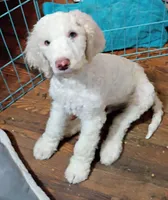Beautiful Snow White Pup 3rd Generation Service Pup , a male Poodle - Standard  for sale in Frontenac, KS – Photo 4 of 10