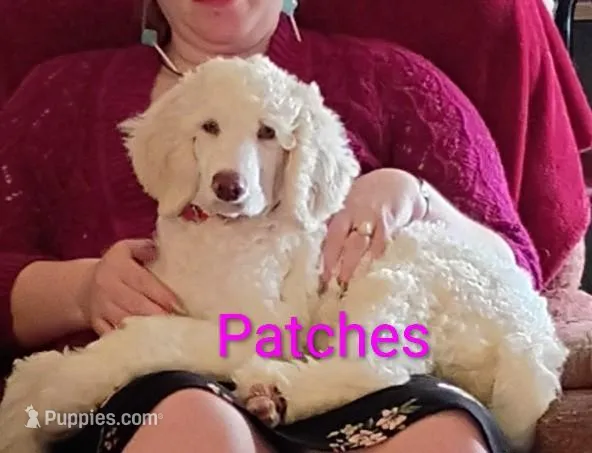 Beautiful Snow White Pup 3rd Generation Service Pup  – Poodle - Standard  puppy for sale in Frontenac, KS