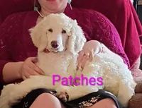 Beautiful Snow White Pup 3rd Generation Service Pup , a male Poodle - Standard  for sale in Frontenac, KS – Photo 1 of 10