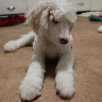 Beautiful Snow White Pup 3rd Generation Service Pup , a male Poodle - Standard  for sale in Frontenac, KS – Photo 6 of 10