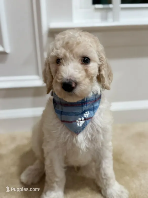 VANILLA BOY  – Goldendoodle puppy for sale in Richmond, VA