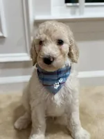 VANILLA BOY , a male Goldendoodle for sale in Richmond, VA – 1 of 3