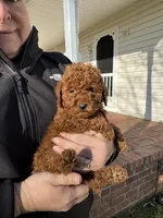 ACA REG. CHILE MINI POODLE, a male Poodle - Toy  and Poodle - Miniature  for sale in Richmond, VA – Photo 5 of 5