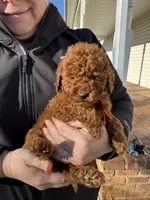 ACA REG. CHILE MINI POODLE, a male Poodle - Toy  and Poodle - Miniature  for sale in Richmond, VA – Photo 1 of 5
