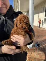 ACA REG. CHILE MINI POODLE, a male Poodle - Toy  and Poodle - Miniature  for sale in Richmond, VA – Photo 2 of 5