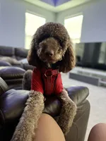 Teddy, a male Poodle - Standard  for sale in Richmond, VA – 9 of 10