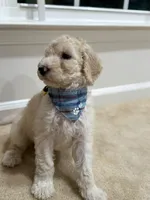 VANILLA BOY , a male Goldendoodle for sale in Richmond, VA – 2 of 3