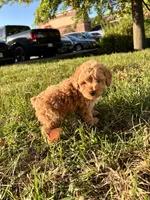 Mini red poodle , a male Poodle - Toy  and Poodle - Miniature  for sale in Richmond, VA – 2 of 8