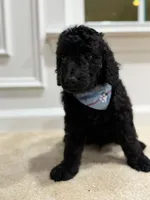 ONYX BOY, a male Goldendoodle for sale in Richmond, VA – 3 of 5