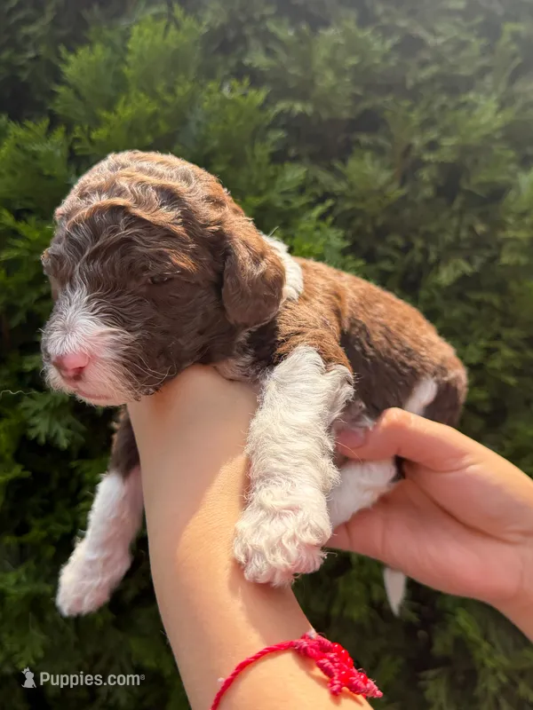 CHOCOLATE CHIP GIRL 2 – Goldendoodle puppy for sale in Richmond, VA