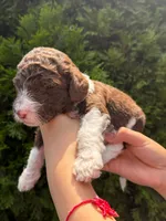 CHOCOLATE CHIP GIRL 2, a female Goldendoodle for sale in Richmond, VA – 1 of 1