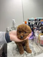 Mini red poodle , a male Poodle - Toy  and Poodle - Miniature  for sale in Richmond, VA – 3 of 8