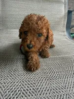 RED MICRO POODLE BOY 4, a male Poodle - Toy  and Poodle - Miniature  for sale in Richmond, VA – 2 of 5