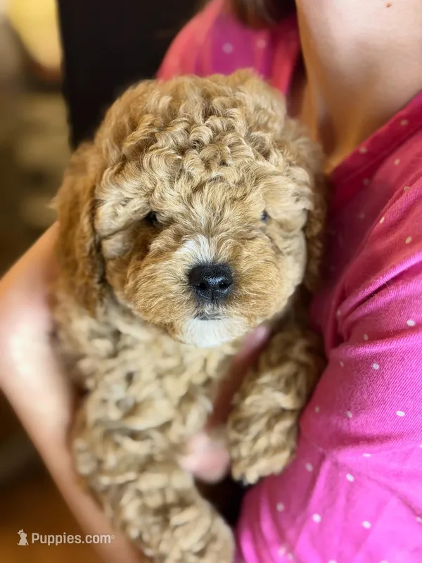 RED MINIATURE POODLE, a male Poodle - Miniature  for sale in Richmond, VA – Photo 1 of 1