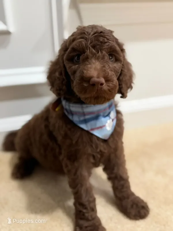 CHOCOLATE BOY – Goldendoodle puppy for sale in Richmond, VA