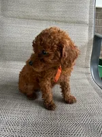 RED MICRO POODLE BOY 3, a male Poodle - Toy  and Poodle - Miniature  for sale in Richmond, VA – 3 of 3