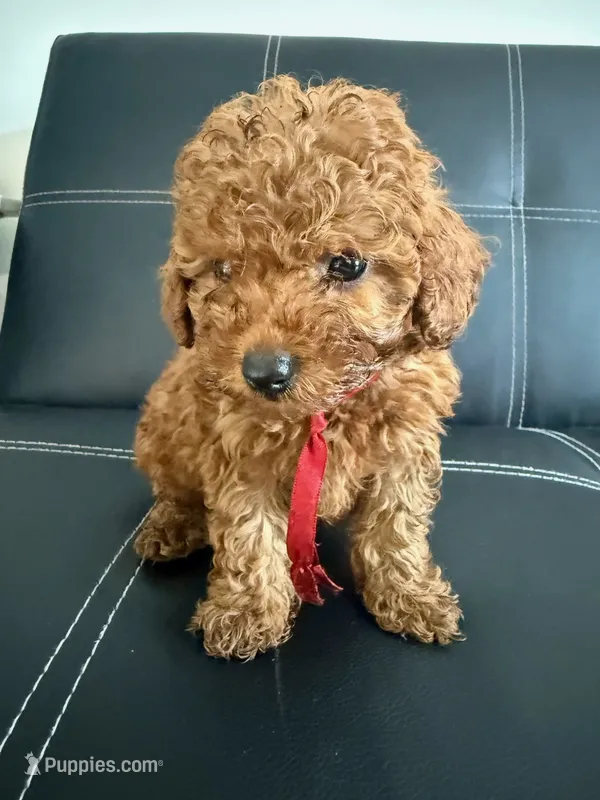 CHILE RED MINI POODLE BOY – Poodle - Toy , Poodle - Miniature  puppy for sale in Richmond, VA