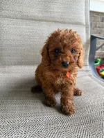 RED MICRO POODLE BOY 2, a male Poodle - Toy  and Poodle - Miniature  for sale in Richmond, VA – 2 of 3