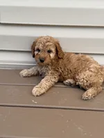 Red mini poodle , a male Poodle - Toy  and Poodle - Miniature  for sale in Richmond, VA – 8 of 10