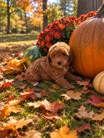 Red Pepper Mini Boy 2, a male Poodle - Toy  and Poodle - Miniature  for sale in Richmond, VA – 1 of 1